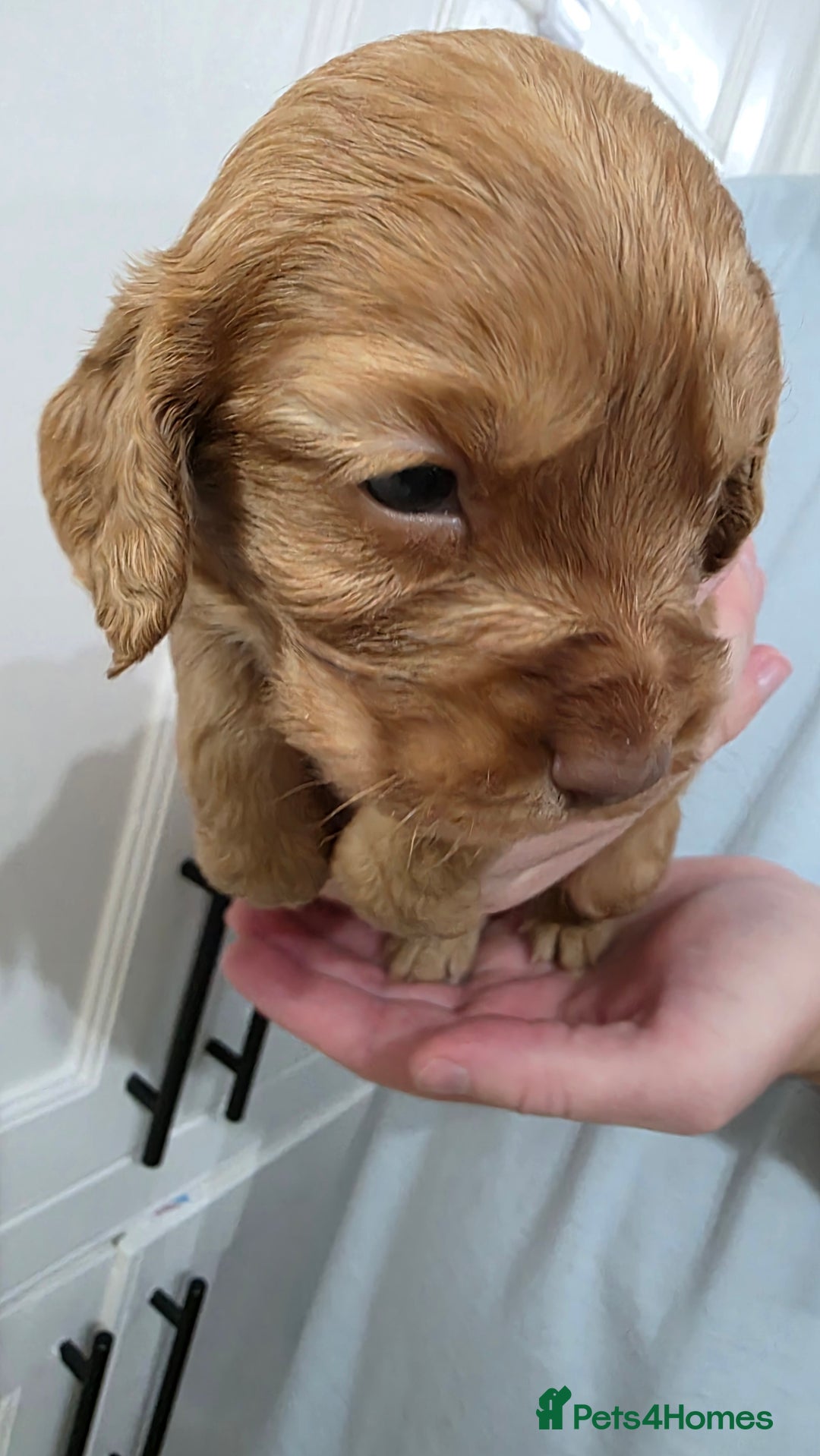 Cocker Spaniel dogs for sale: Working Cocker spaniel puppies - Advert 13