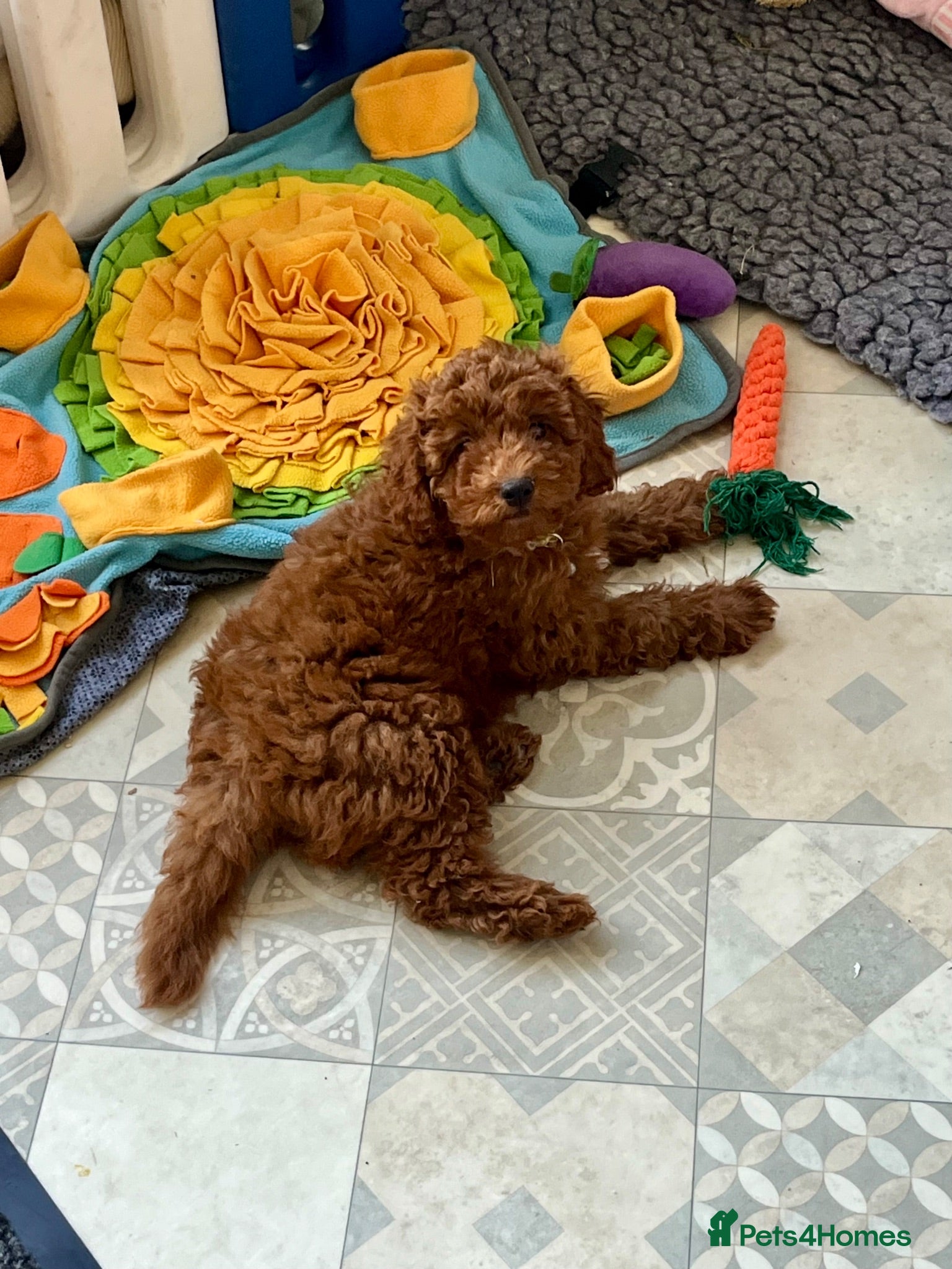 Cavapoo dogs Outstanding quality, F1b super dark red Cavapoo’s  - Advert 2