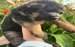 German Shepherd dogs for sale: German Shepherd Puppies KC registered - Image 10