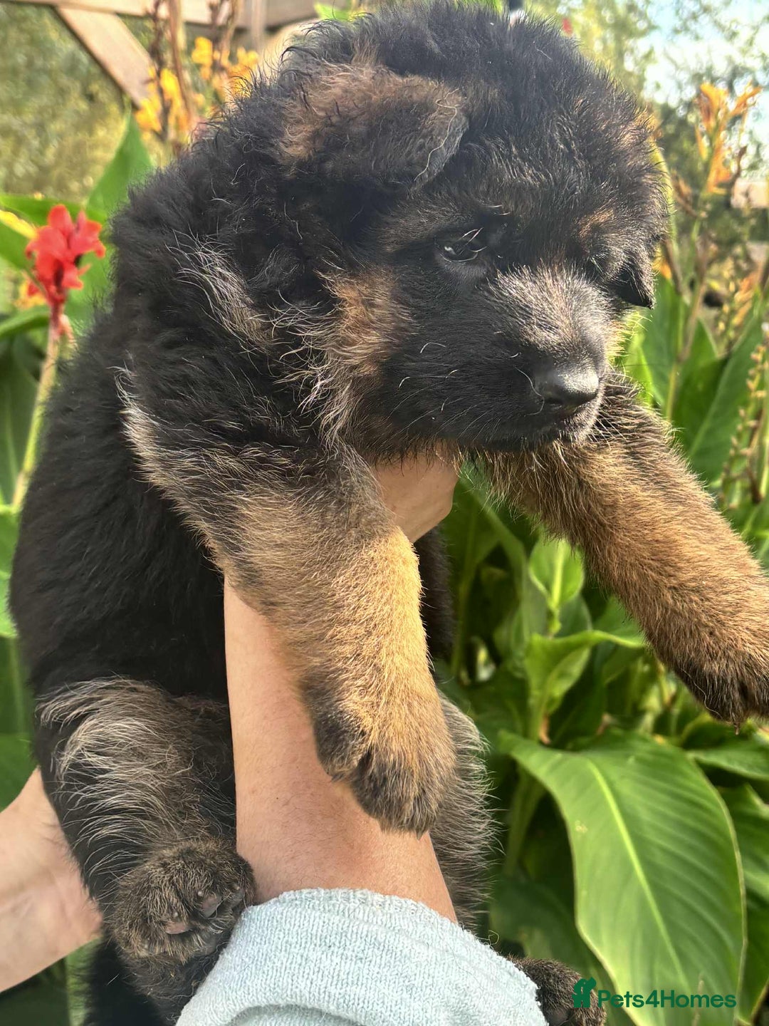 German Shepherd dogs for sale: German Shepherd Puppies KC registered - Image 10