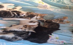 Mixed Breed cats for sale: Cute loving kittens  - Advert 4