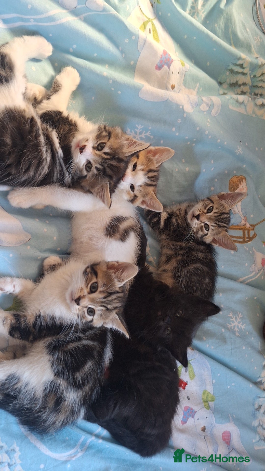 Mixed Breed cats for sale: Cute loving kittens  - Advert 4