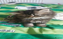 Persian cats for sale: Persian kittens  - Image 6