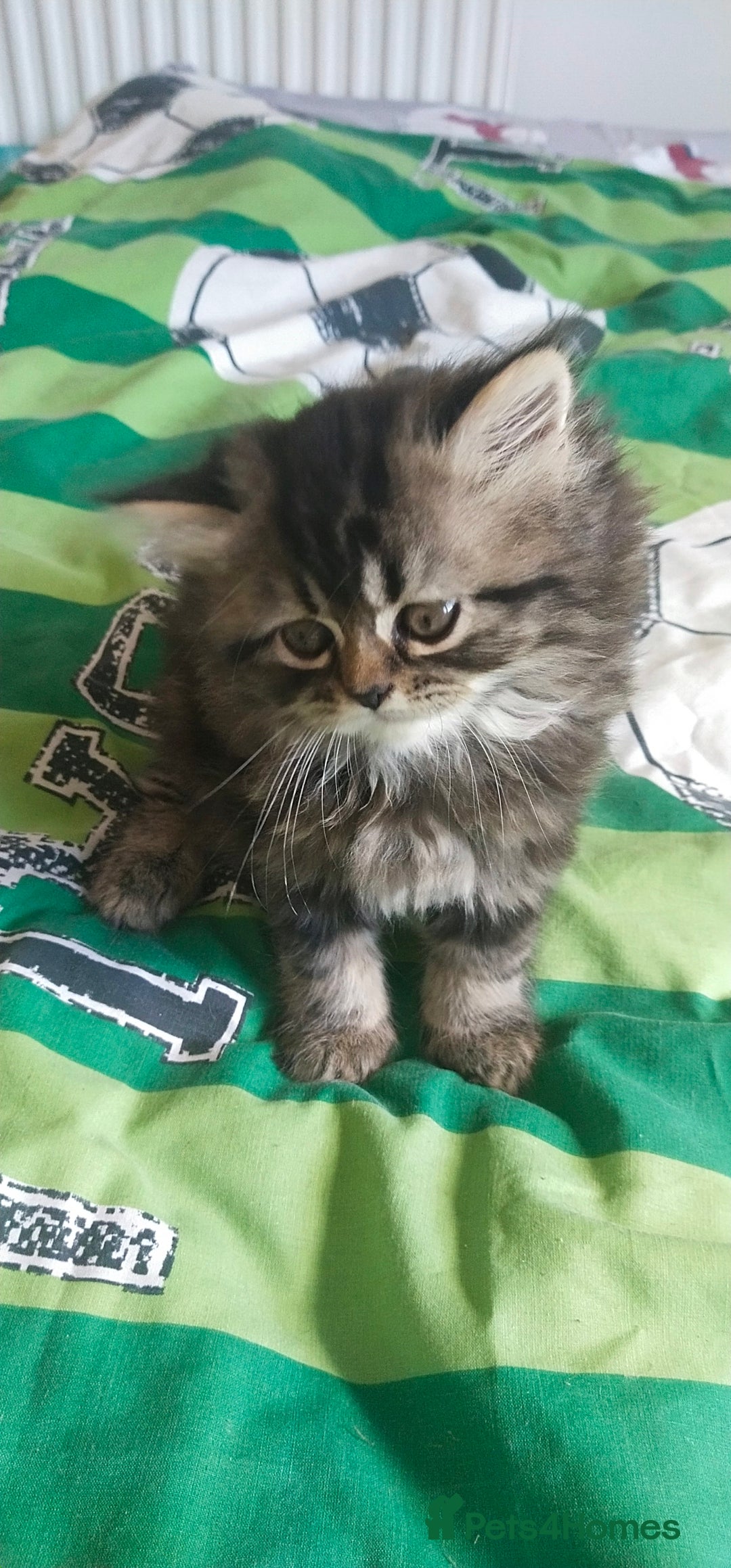 Persian cats for sale: Persian kittens  - Image 6