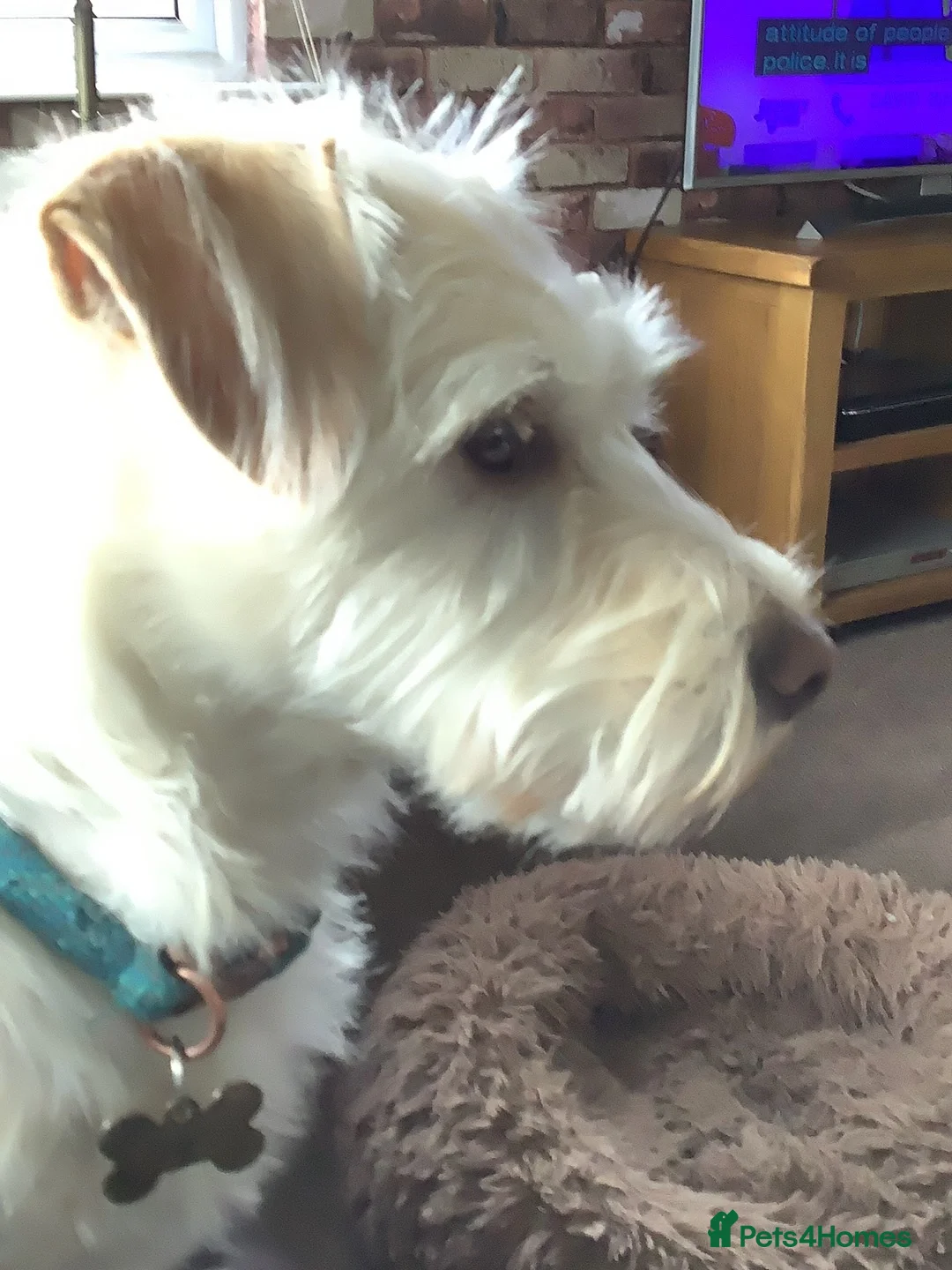 Mixed Breed dogs for adoption: MURPHY - 4.5 years old, Male, Terrier Mix in Northampton - Advert 2