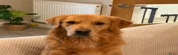 Golden Retriever dogs for sale: Murphy golden retriever  in Cardiff - Advert 12