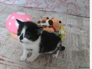 Mixed Breed cats 🐾 Beautiful tuxedo kitten- very affectionate 🏡 - Advert 14