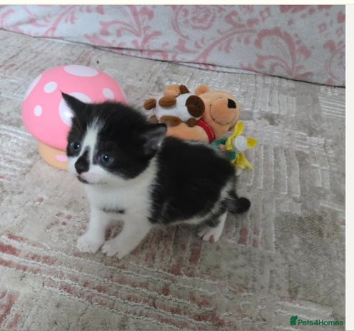 Mixed Breed cats - Advert 11