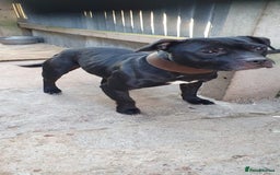 Staffordshire Bull Terrier dogs for sale: KC registeres Staffordshire bull terrier puppies - Image 8