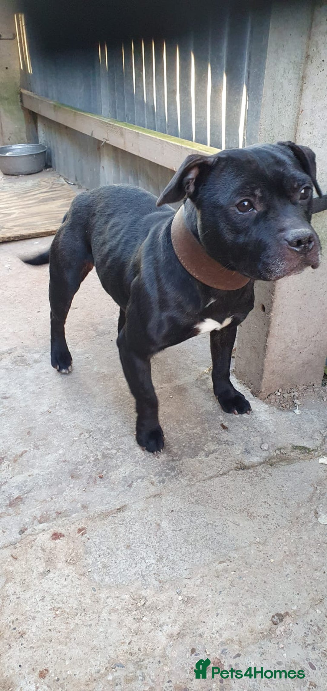 Staffordshire Bull Terrier dogs for sale: KC registeres Staffordshire bull terrier puppies - Image 8