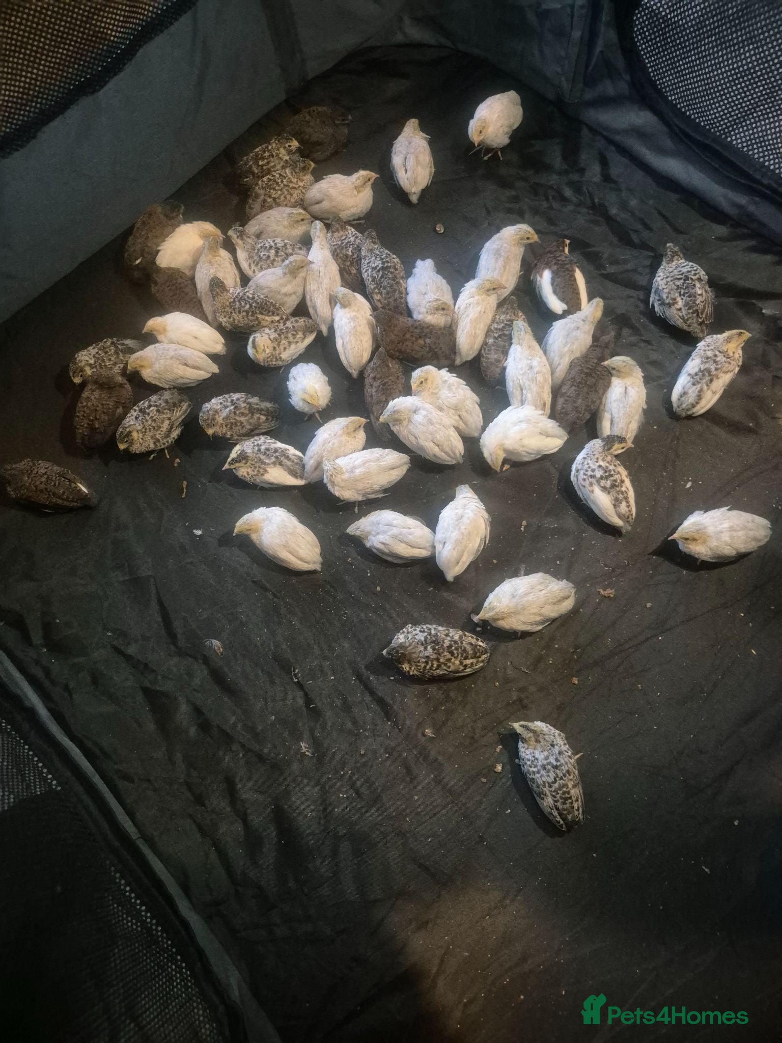 Quail poultry Mixed button quail  - Advert 2