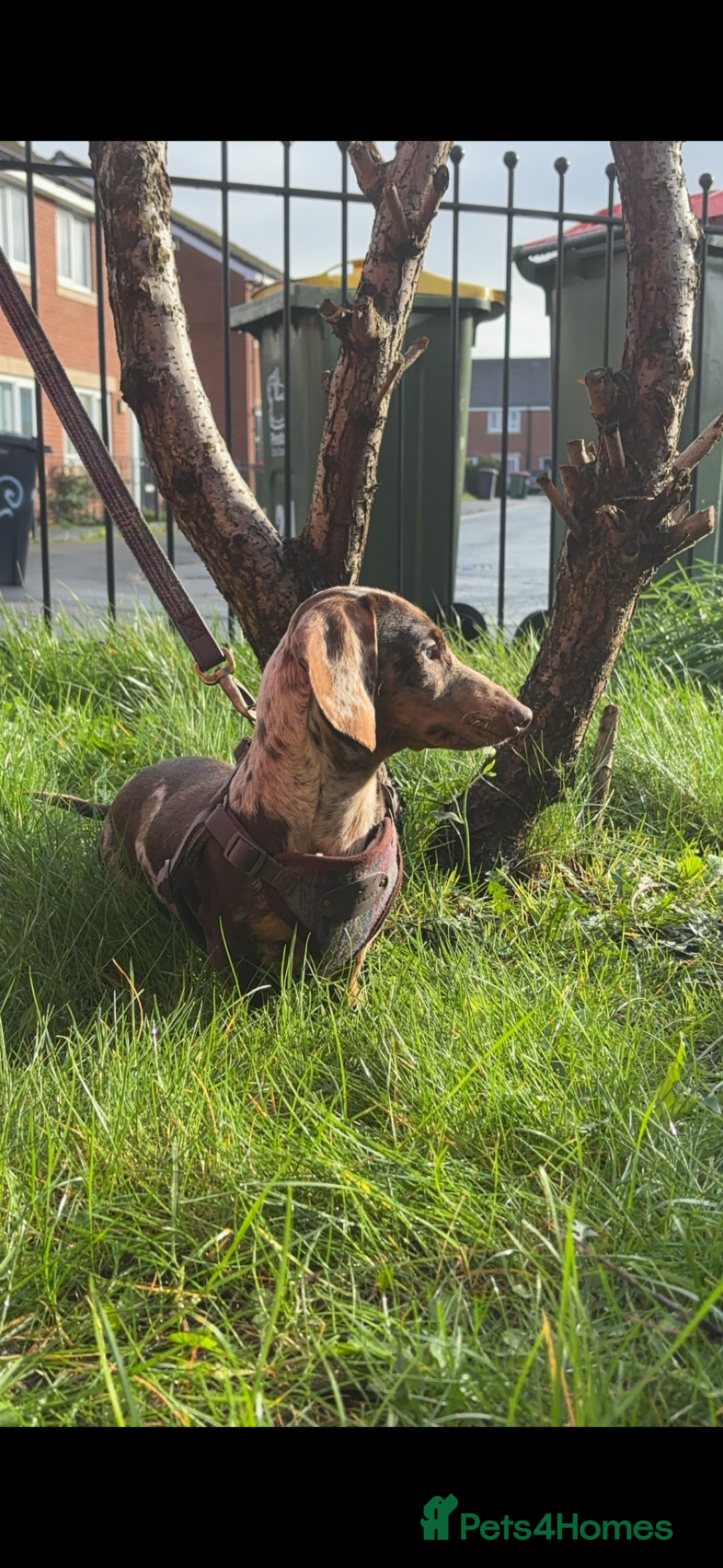 Miniature Dachshund dogs for sale: Miniature Dachshund For Sale - Advert 6