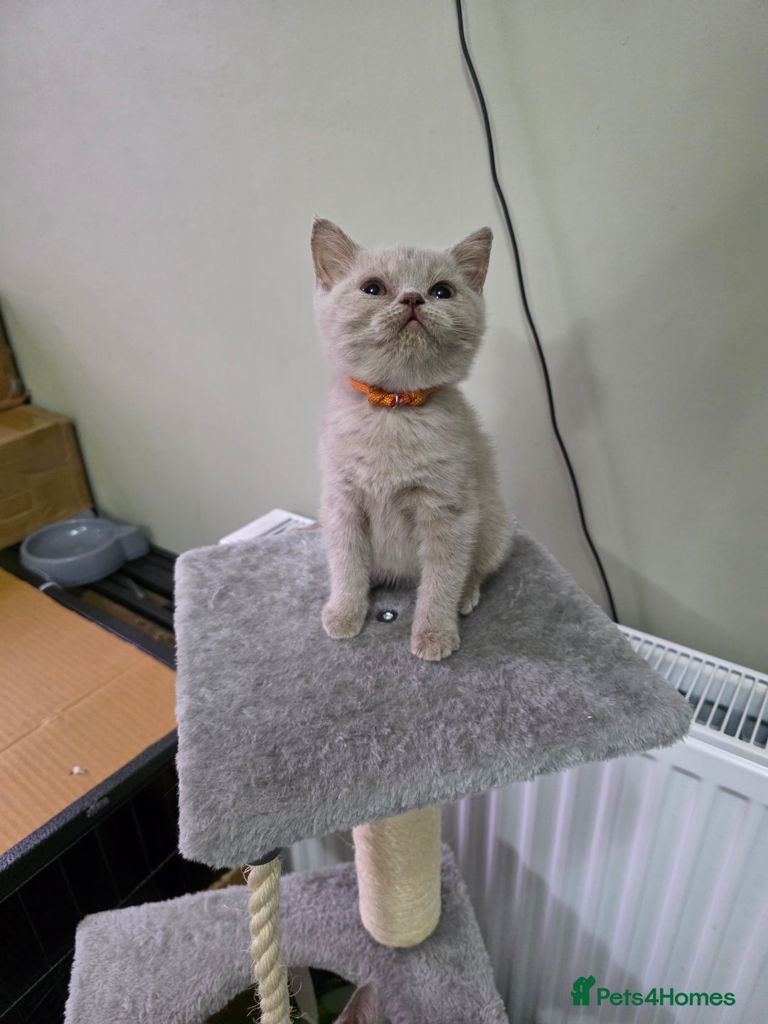 British Shorthair cats for sale: Beautiful British shorthair kittens - Image 37