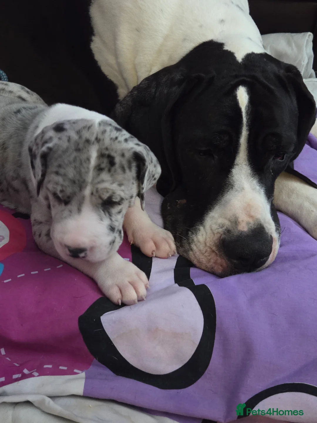 Great Dane dogs for sale: Greatdane puppies forsale - Advert 1