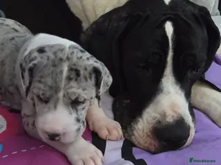 Great Dane dogs Greatdane puppies forsale - Advert 4