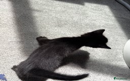 RagaMuffin cats for sale: Ragamuffin kittens  - Image 20