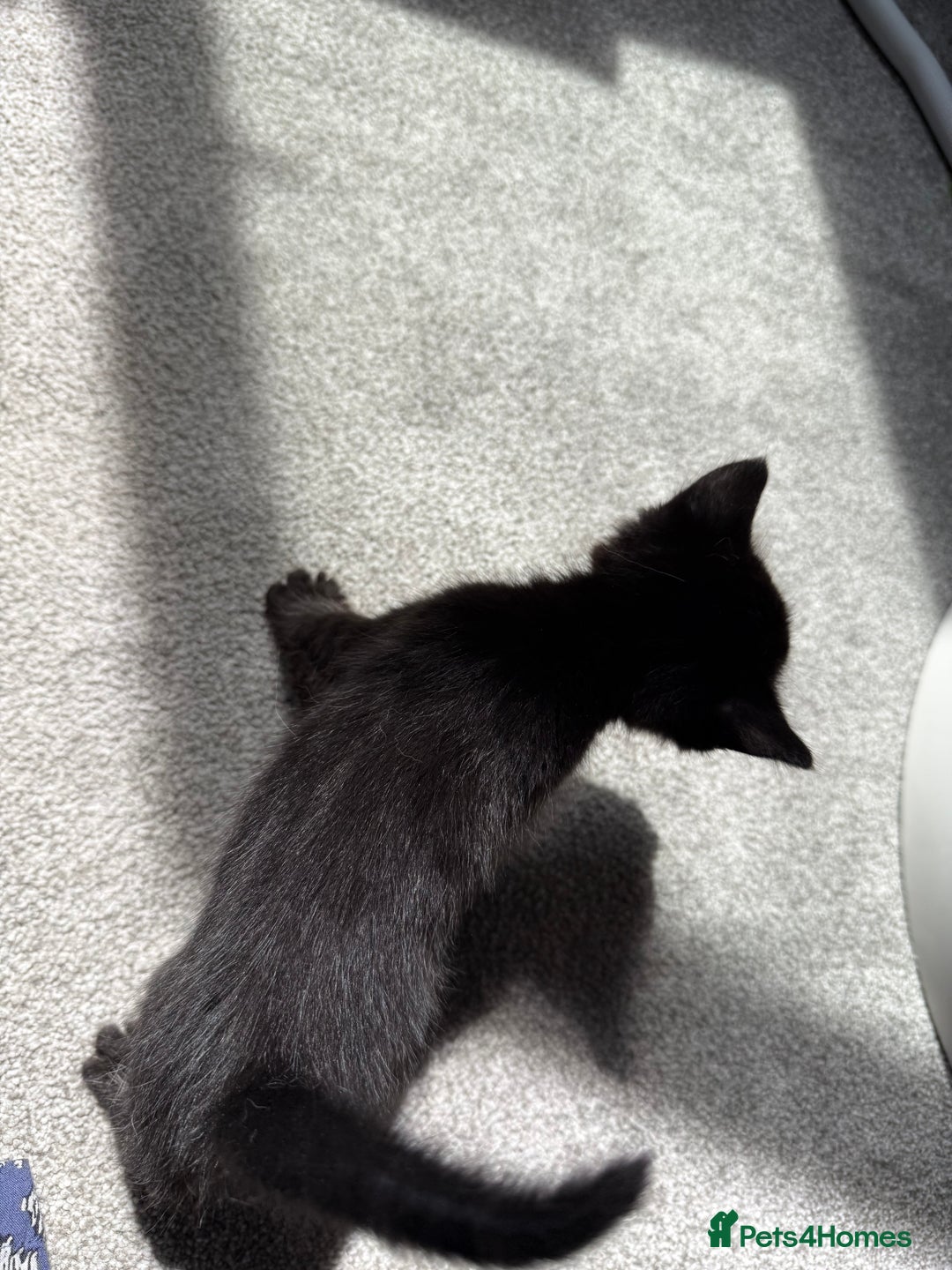 RagaMuffin cats for sale: Ragamuffin kittens  - Image 20