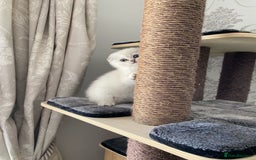 Scottish Fold cats for sale: LAST ONE - READY to LEAVE - PEDIGREE  - Image 12