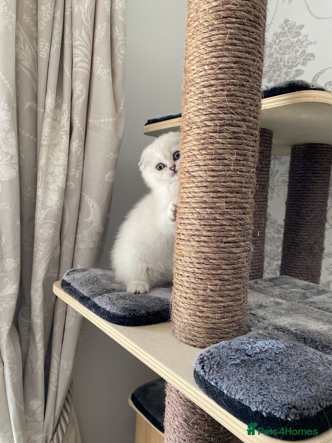 Scottish Fold cats for sale: LAST ONE - READY to LEAVE - PEDIGREE  - Image 12