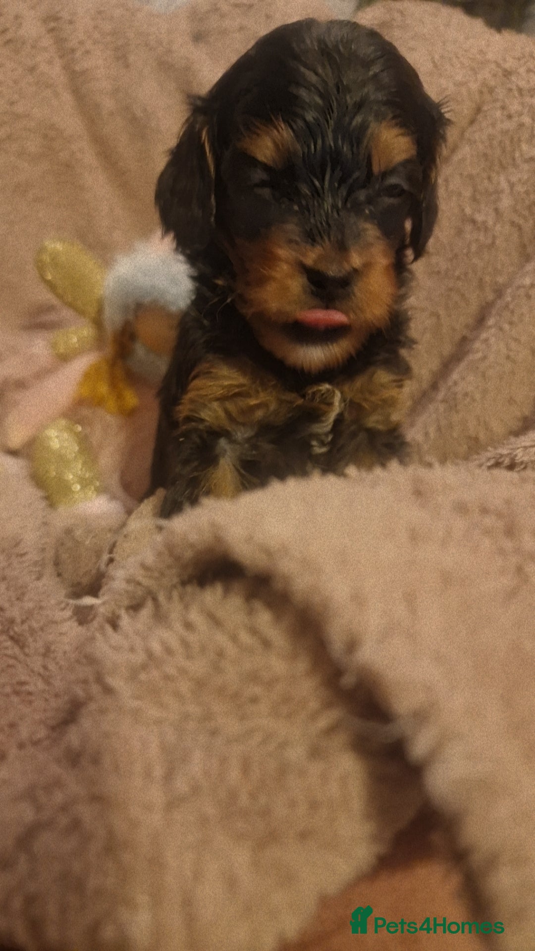 Cavapoo dogs for sale: Beautiful cavapoo puppies  - Advert 17