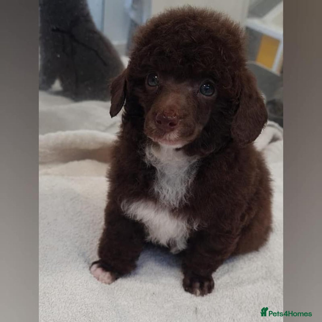 Toy Poodle dogs for sale: Toy poodle WAITING LIST - Advert 11