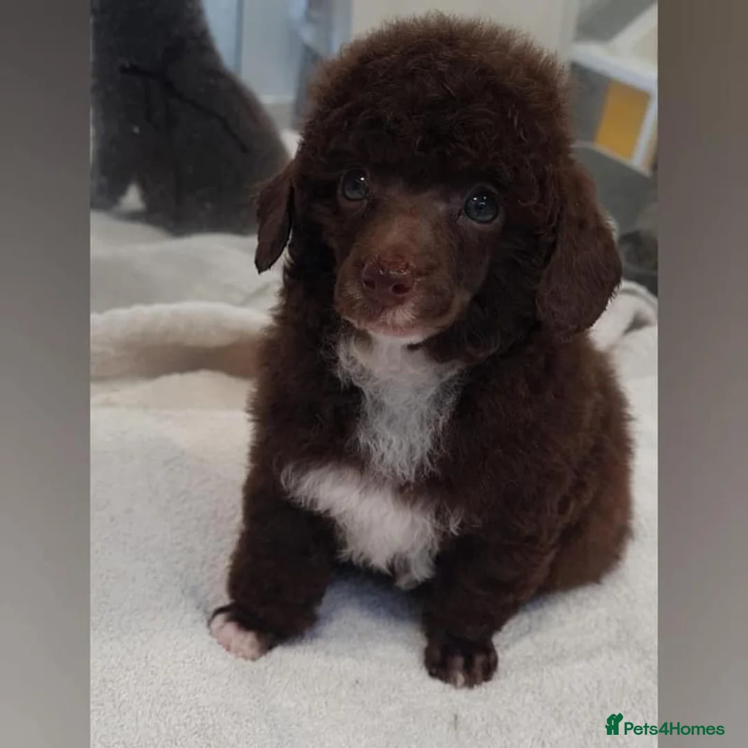 Toy Poodle dogs for sale: Perfect Toy poodle WAITING LIST - Advert 10