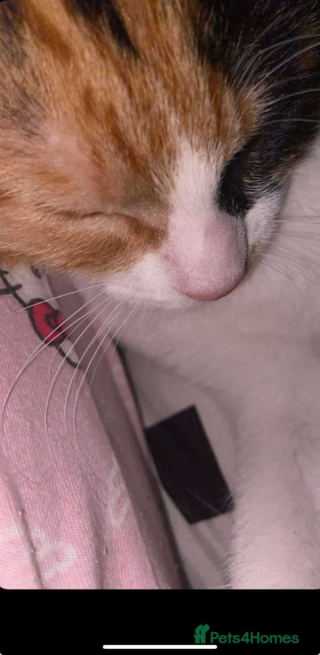 Domestic Shorthair cats for sale: 4 month old calico kitten female  - Image 4