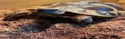Hermann Tortoise reptiles for sale: Herman tortoise in Bournemouth - Advert 3