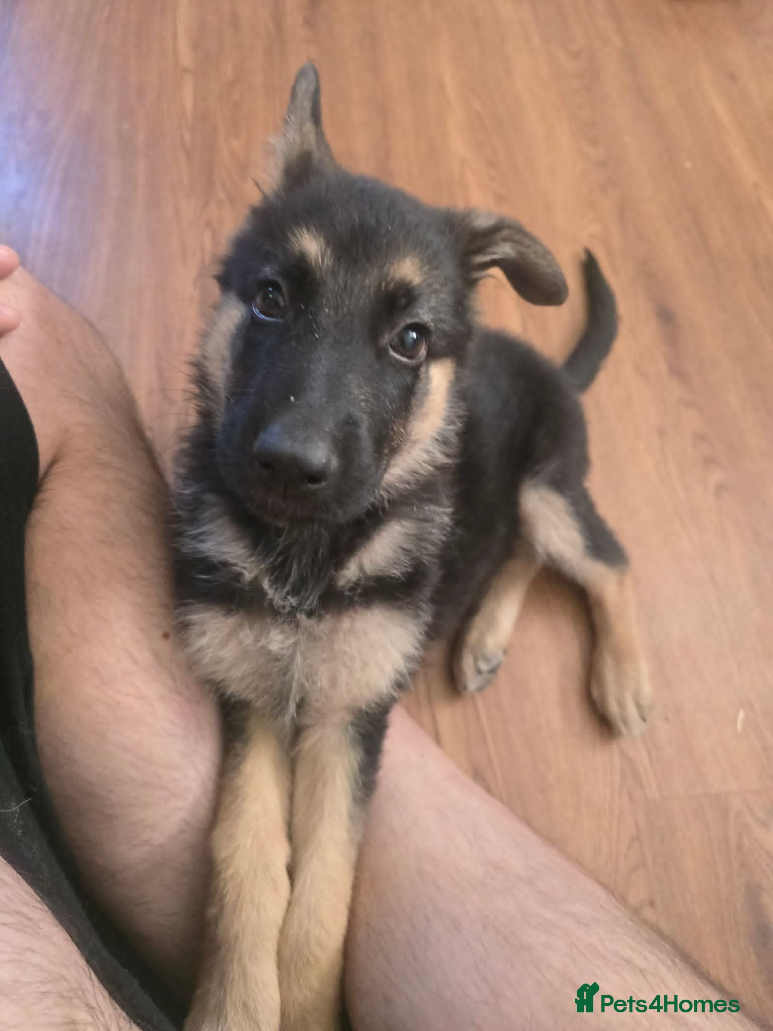 German Shepherd dogs German Shephard female - Advert 6