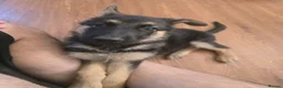 German Shepherd dogs for sale: German Shephard female - Advert 1