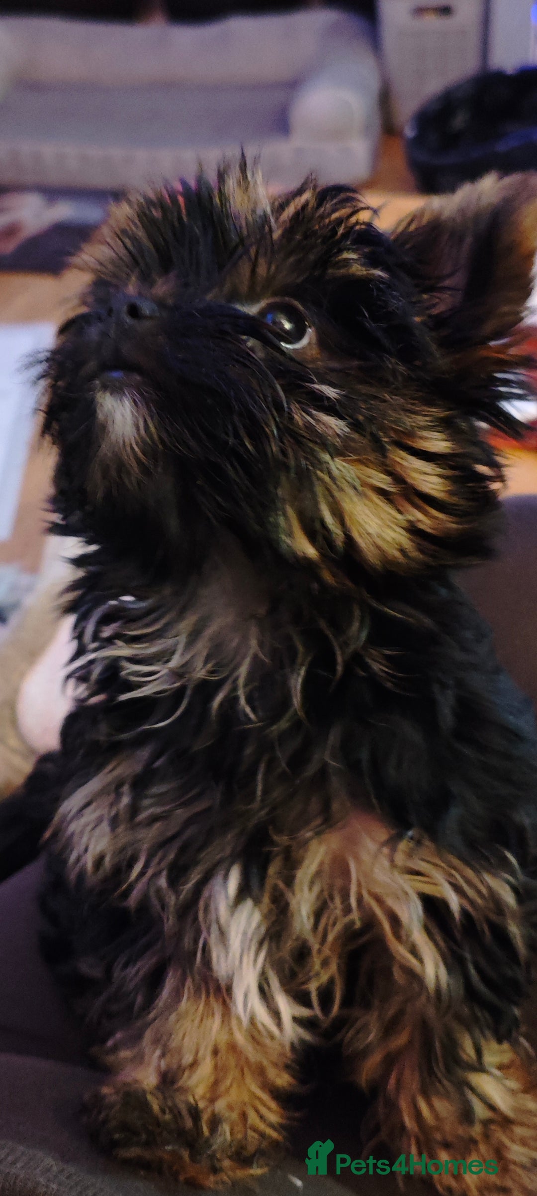 Yorkshire Terrier dogs for sale: beautiful, sociable Yorkshire Terrier female dog  - Advert 15