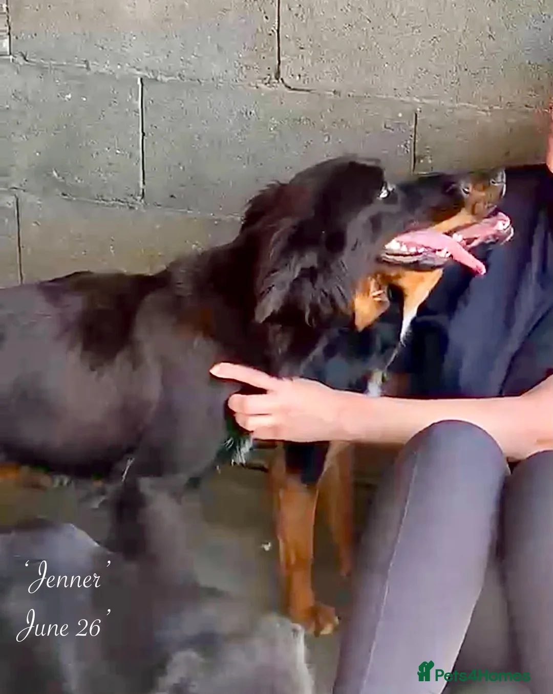 Mixed Breed dogs for adoption: Jenner, 1-2 yrs old. Available for adoption. in Brixham - Advert 2