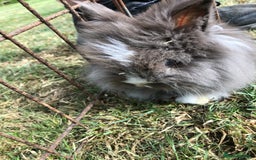 Lionhead rabbits for sale: Lion head Rabbits for sale - Image 2