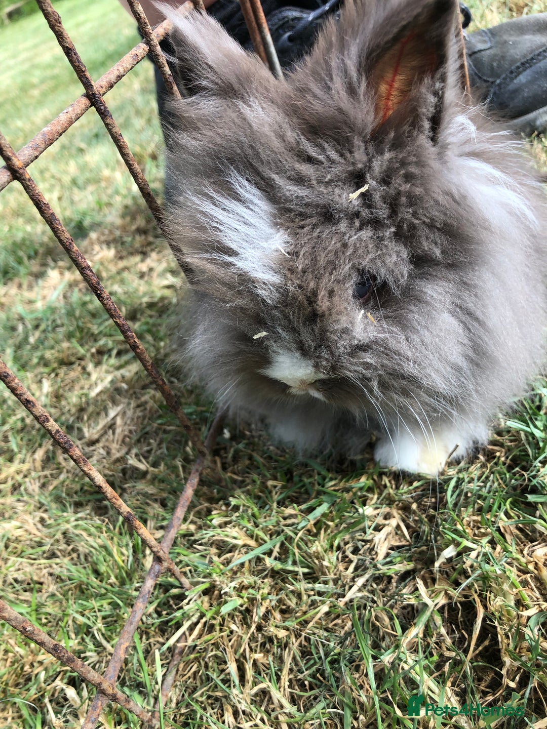 Lionhead rabbits for sale: Lion head Rabbits for sale - Image 2