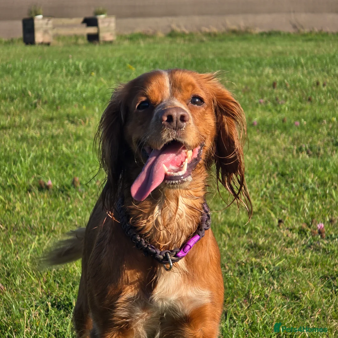 Cocker Spaniel dogs for sale: Cocker spaniel puppies for sale  - Advert 12