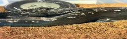 Boa Snake reptiles for sale: Black devil boa in Bristol - Advert 4