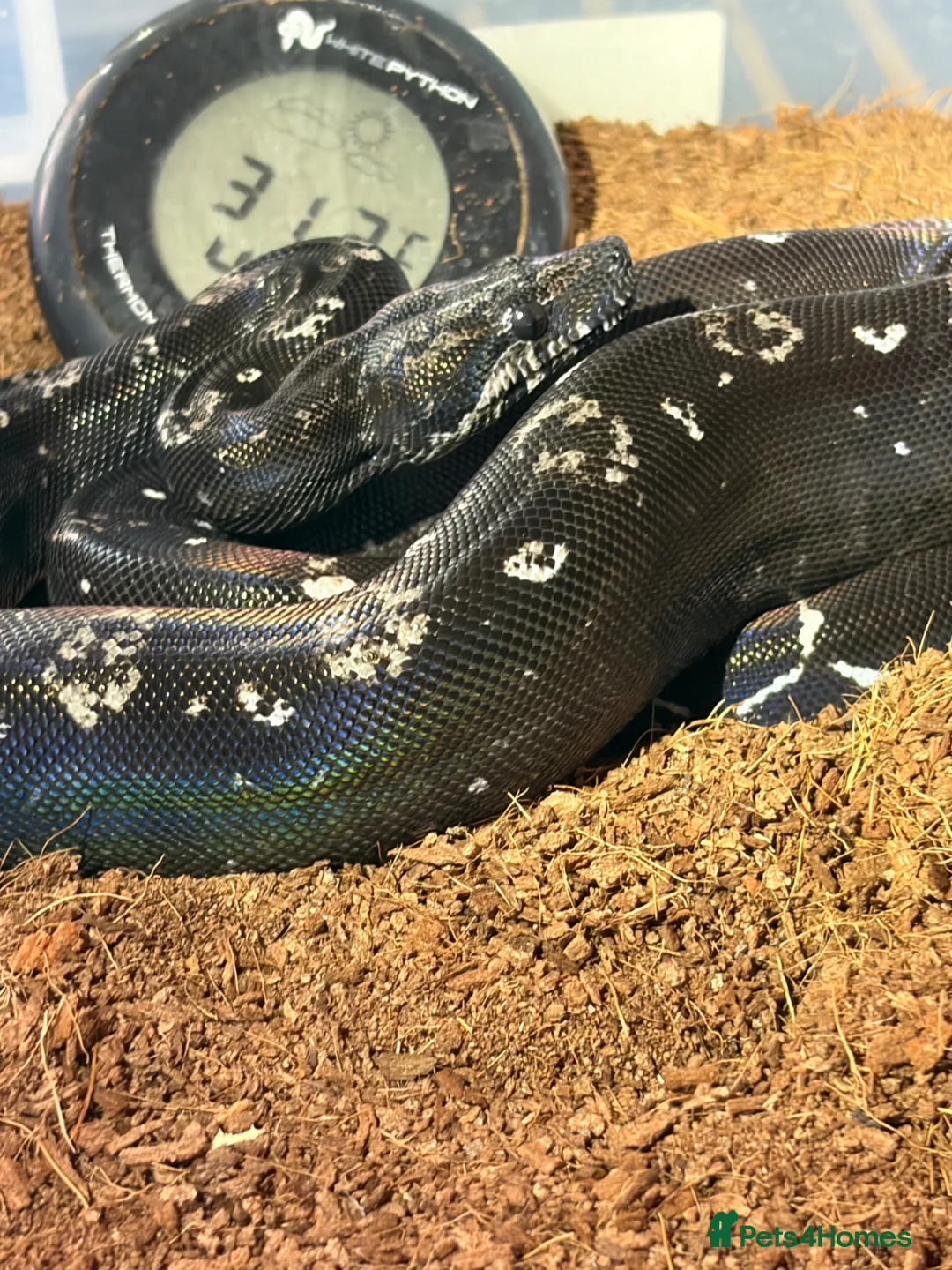 Boa Snake reptiles for sale: Black devil boa in Bristol - Advert 4