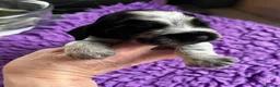 Cocker Spaniel dogs for sale: Champion Sired KC Show Type Cocker Spaniels - Advert 14
