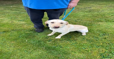 Labrador Retriever dogs - Advert 6