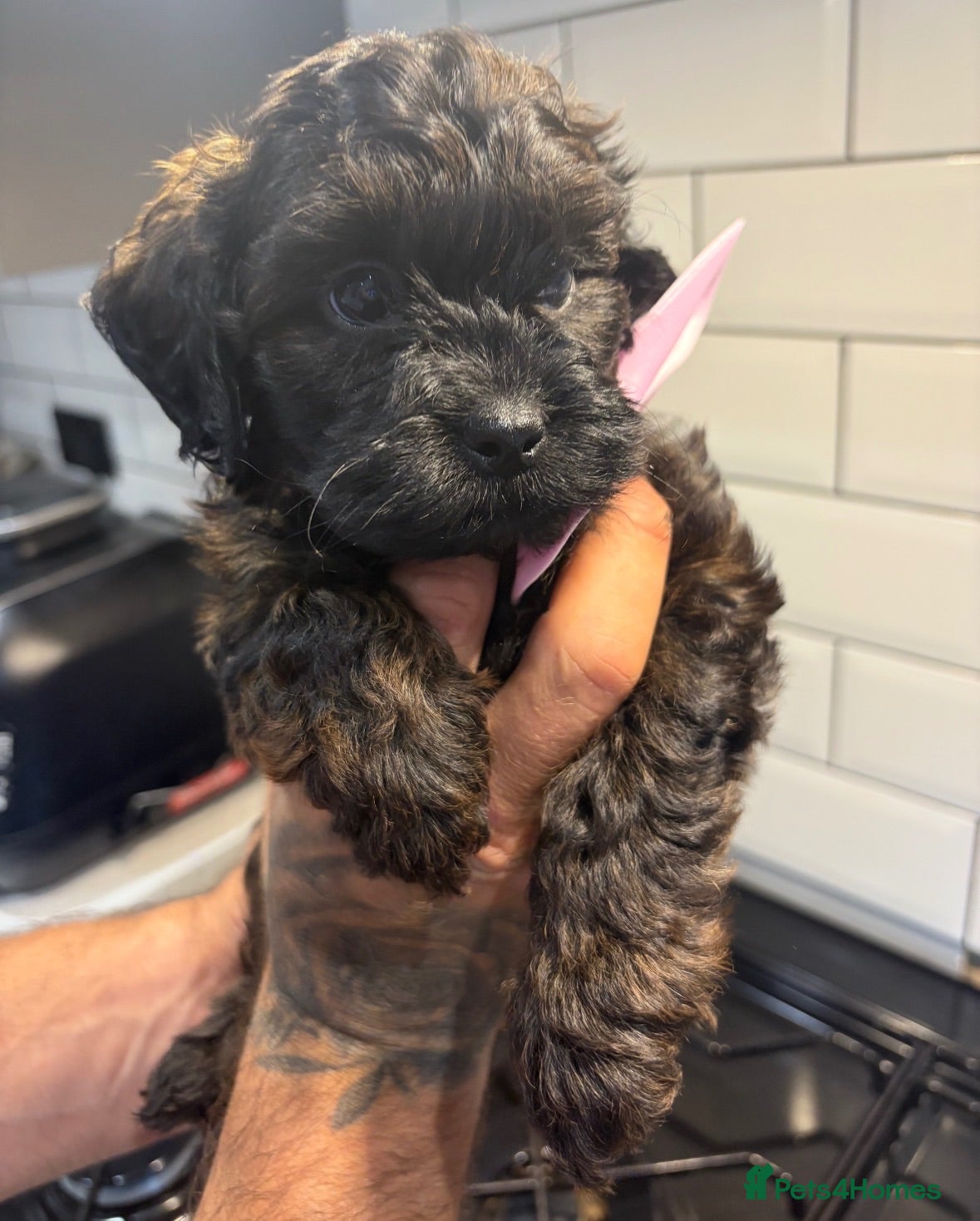 Shihpoo dogs Adorable F1B Shihpoo puppies ready 9/8/26 🧸🤎🐾 - Advert 3