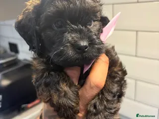Shihpoo dogs Adorable F1B Shihpoo puppies ready 9/8/26 🧸🤎🐾 - Advert 3