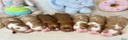 Cavalier King Charles Spaniel dogs for stud: KC Reg for STUD Health Tested Excellent Pedigrees  in Nottingham - Advert 27