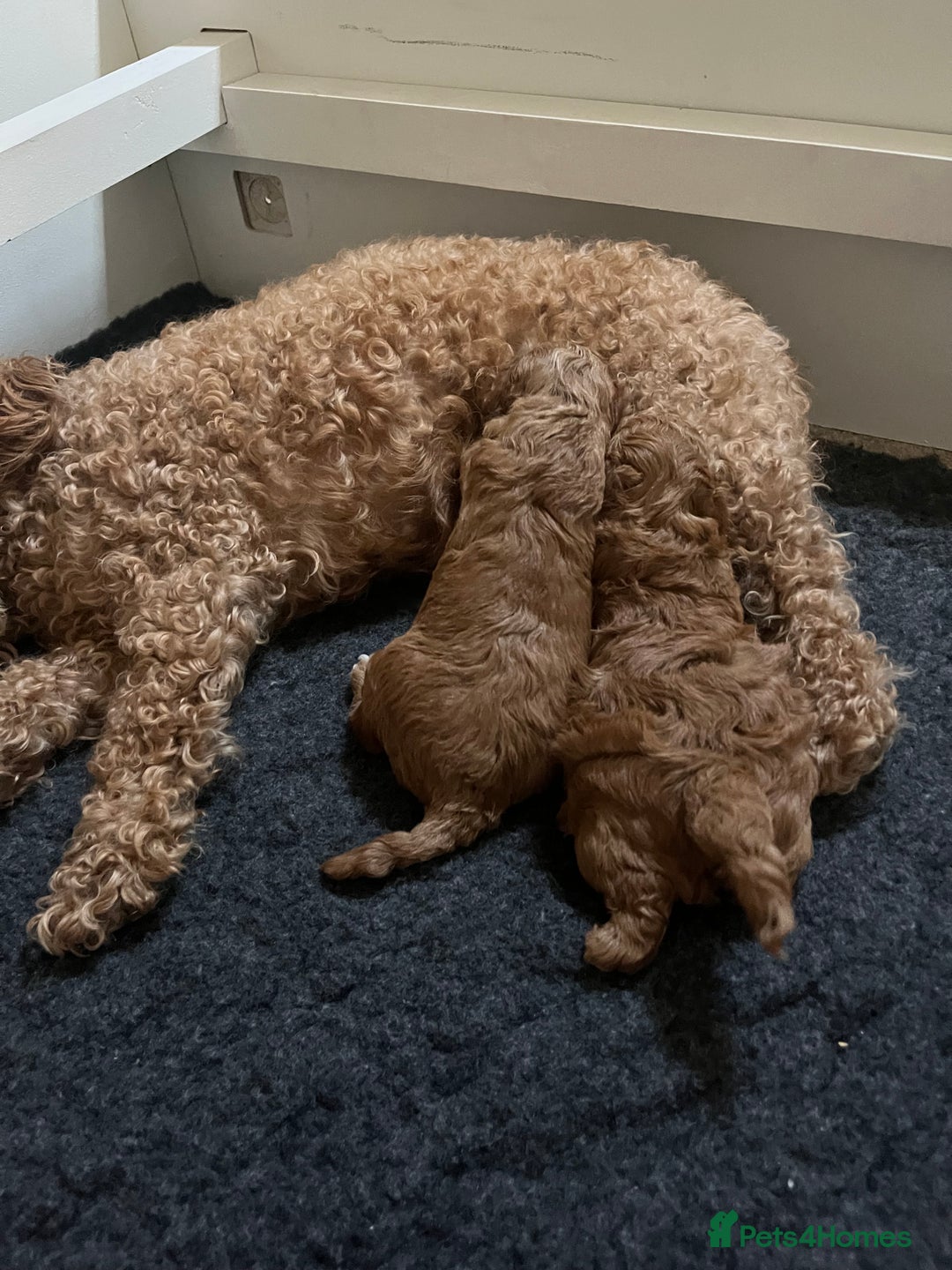 Cavapoochon dogs for sale: 1 male Cavapoochon for sale! - Image 7