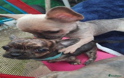 Mixed Breed dogs for sale: Frenchie x chihuahua puppies  - Image 8