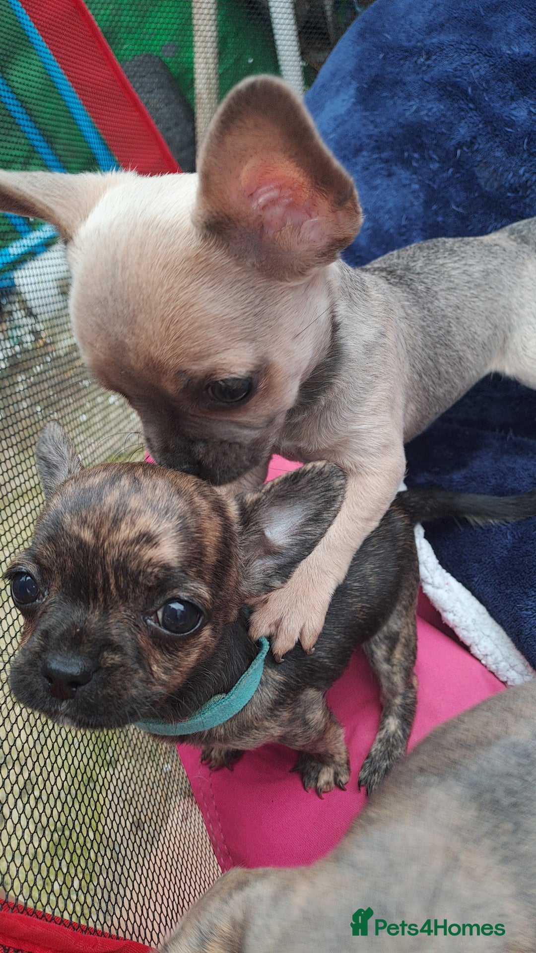 Mixed Breed dogs for sale: Frenchie x chihuahua puppies  - Image 8