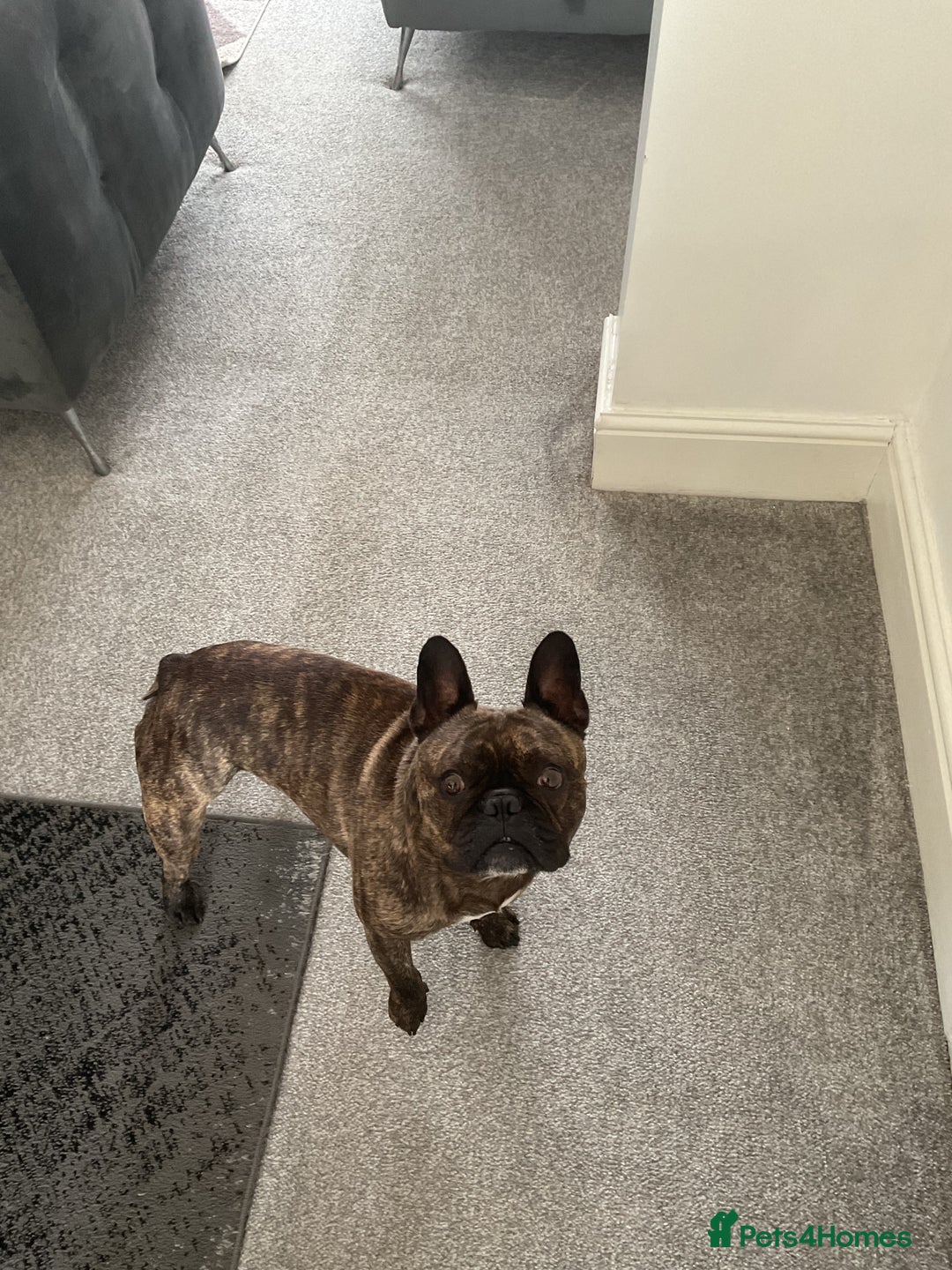 French Bulldog dogs for sale: Hugo 6yo frenchie - Image 3