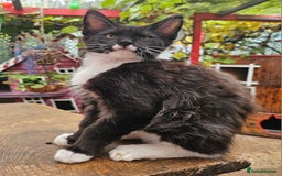 Maine Coon cats for sale: BLACK AND WHITE Maine Coons  - Image 8