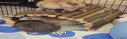 Mixed Breed rabbits for sale: 8 babies bunnies - Advert 17