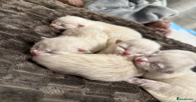 Ragdoll cats - Advert 4