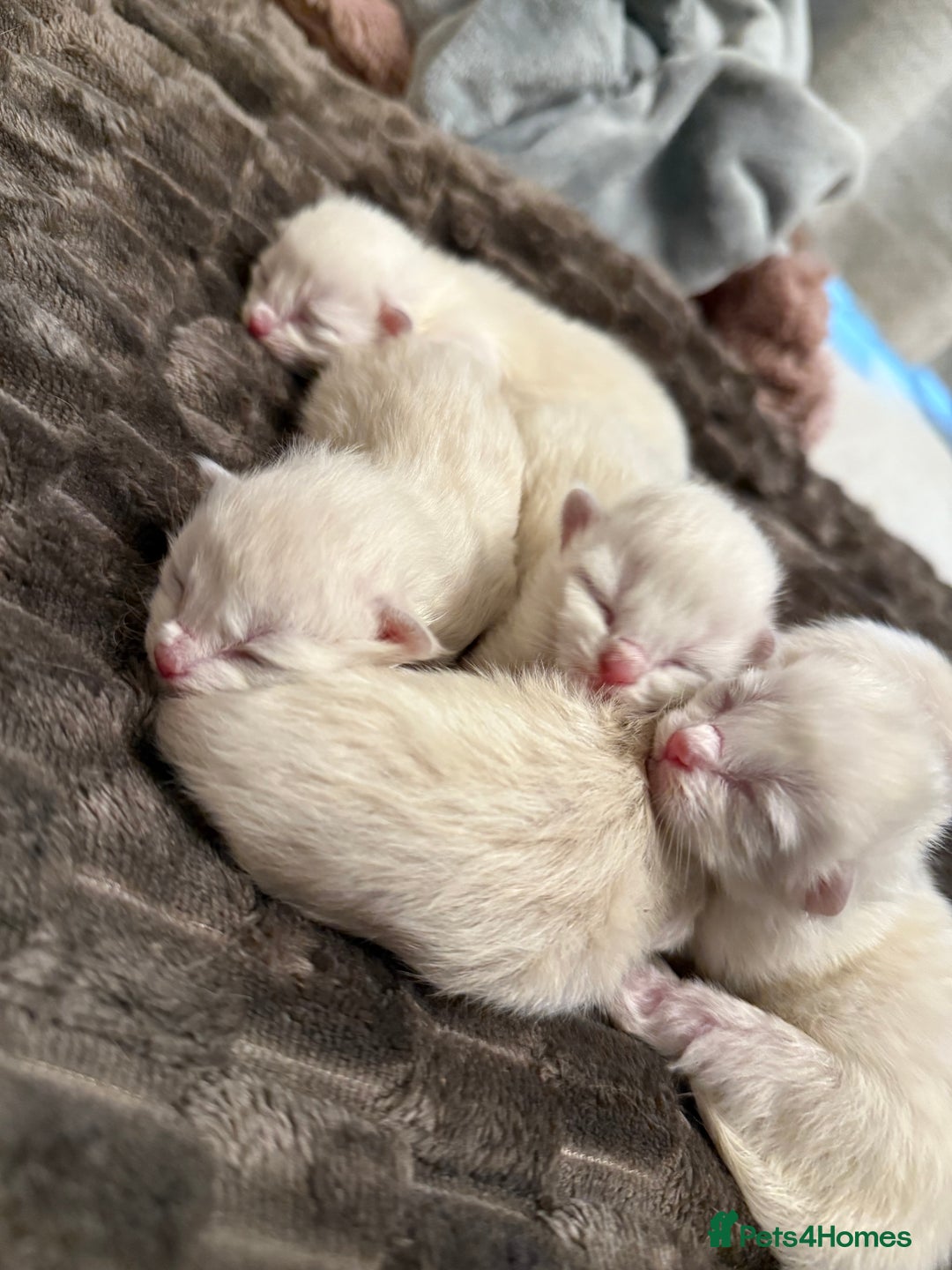 Ragdoll cats for sale: Purebred Ragdolls – Ready to Reserve Now 🍼 - Image 2